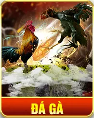 đá gà hấp dẫn tại f168